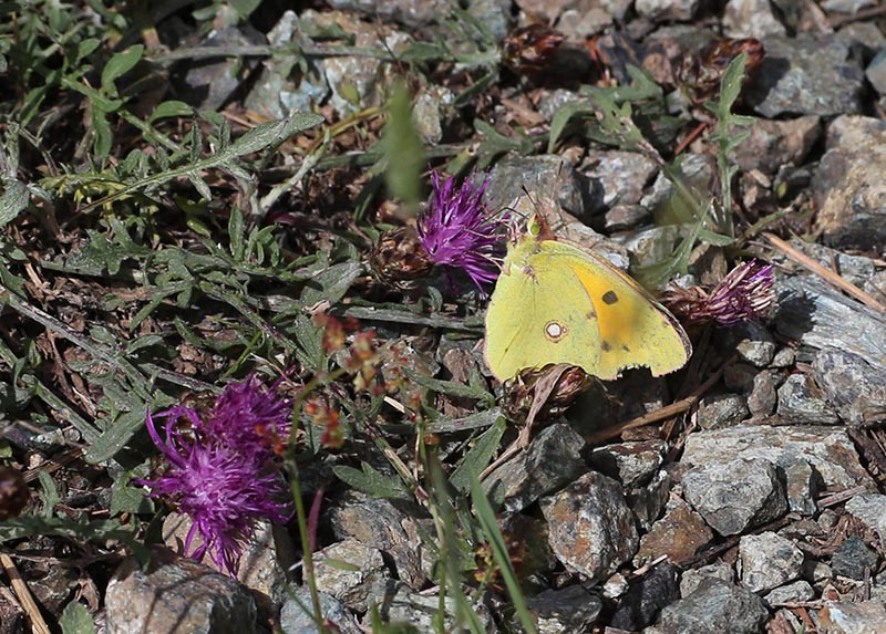 Da determinare 3 - Colias crocea